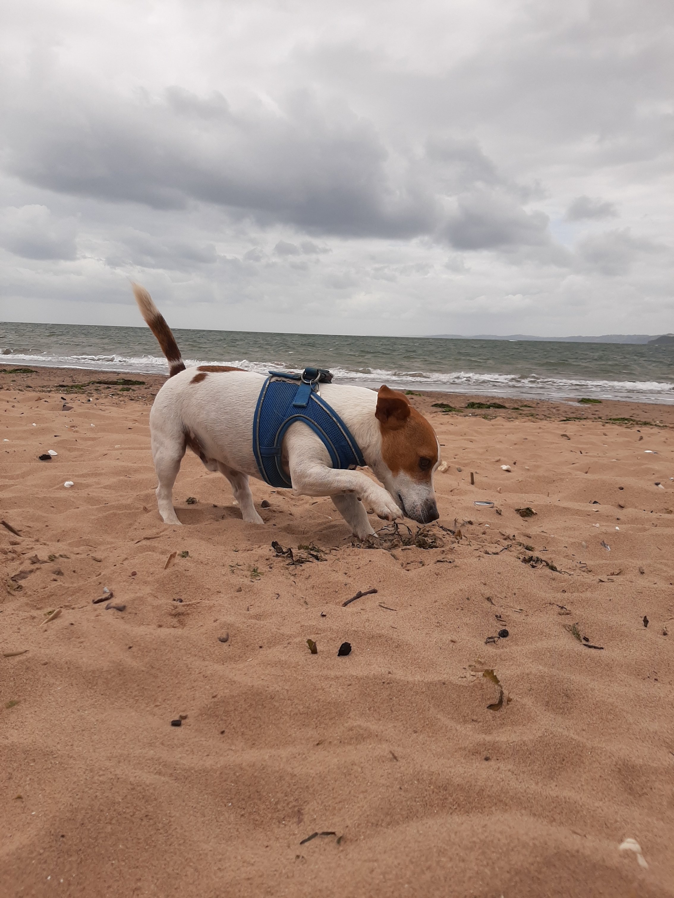 Eddie, jack russell 
