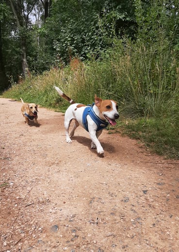Two happy yappers running in a forest