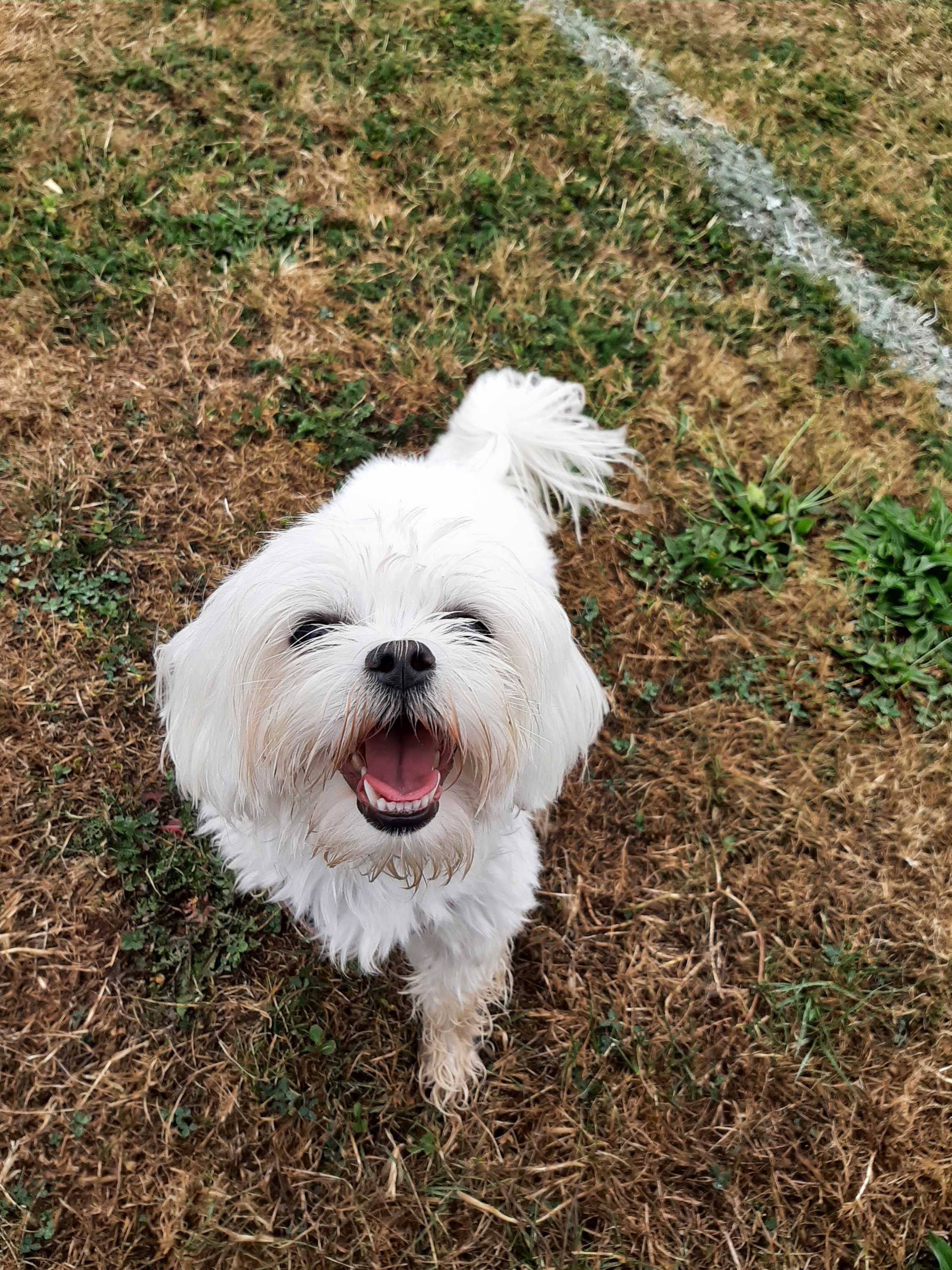 Happy dog!
