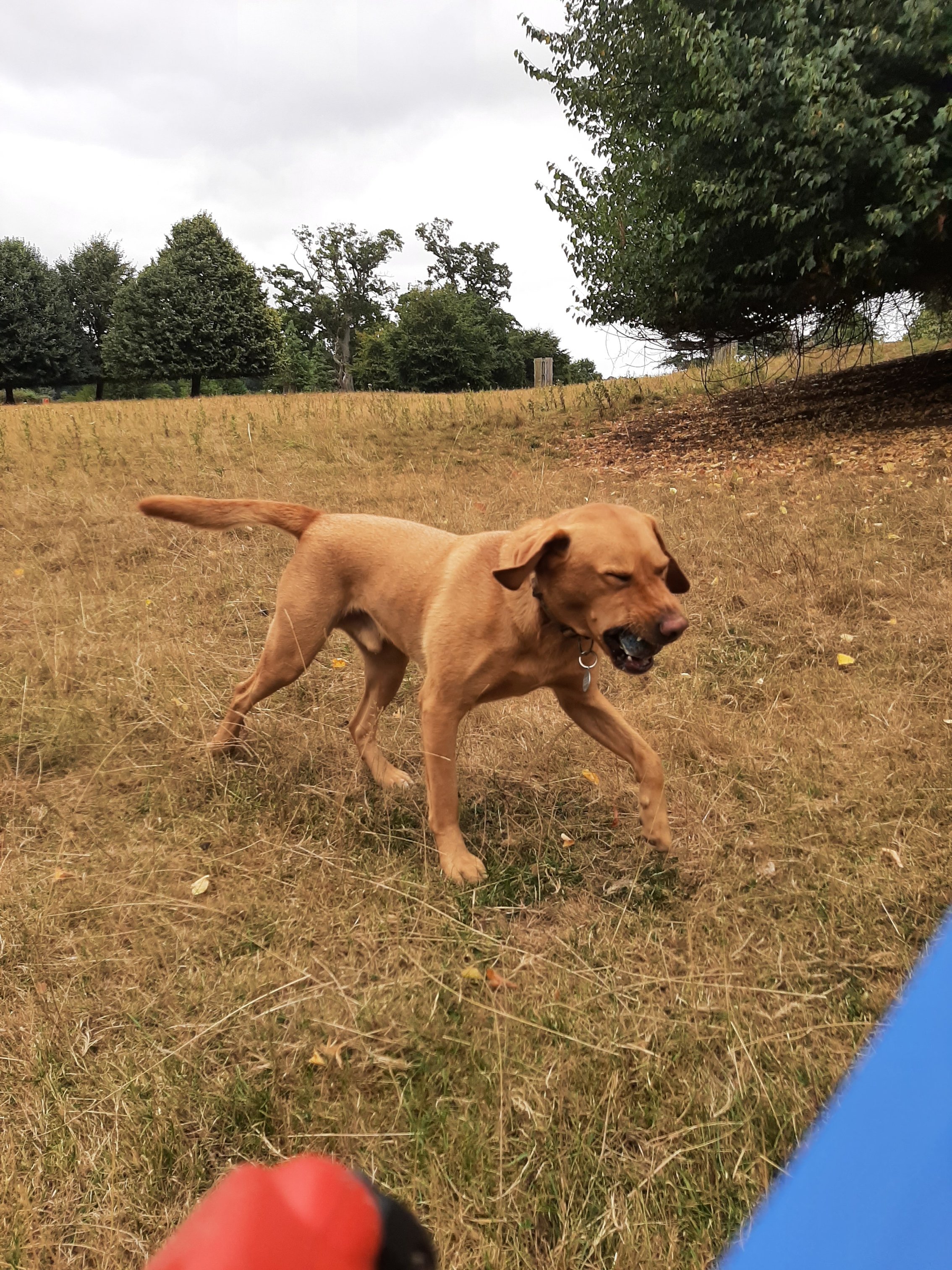 Dog running with ball