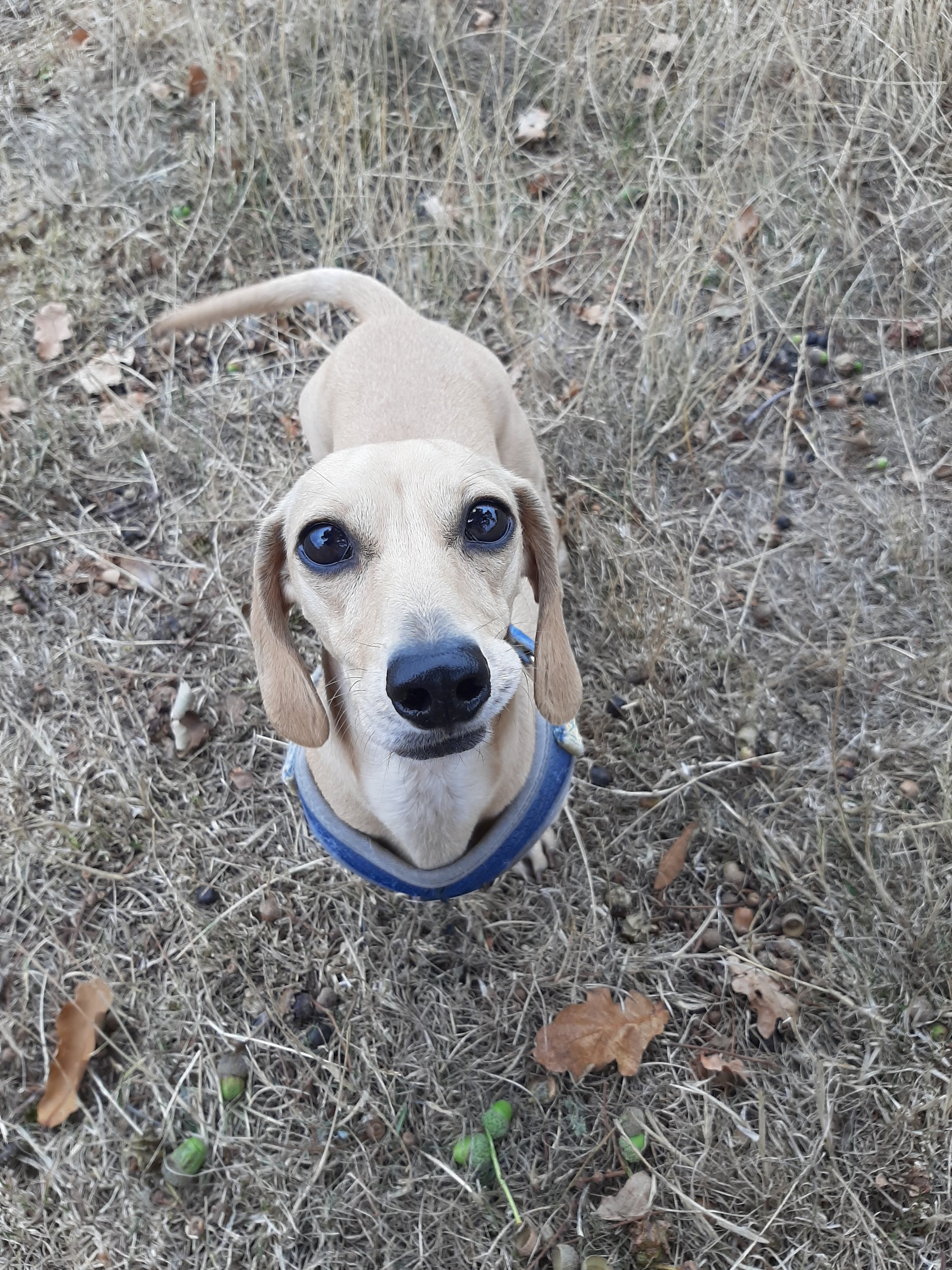 Puppy dog eyes