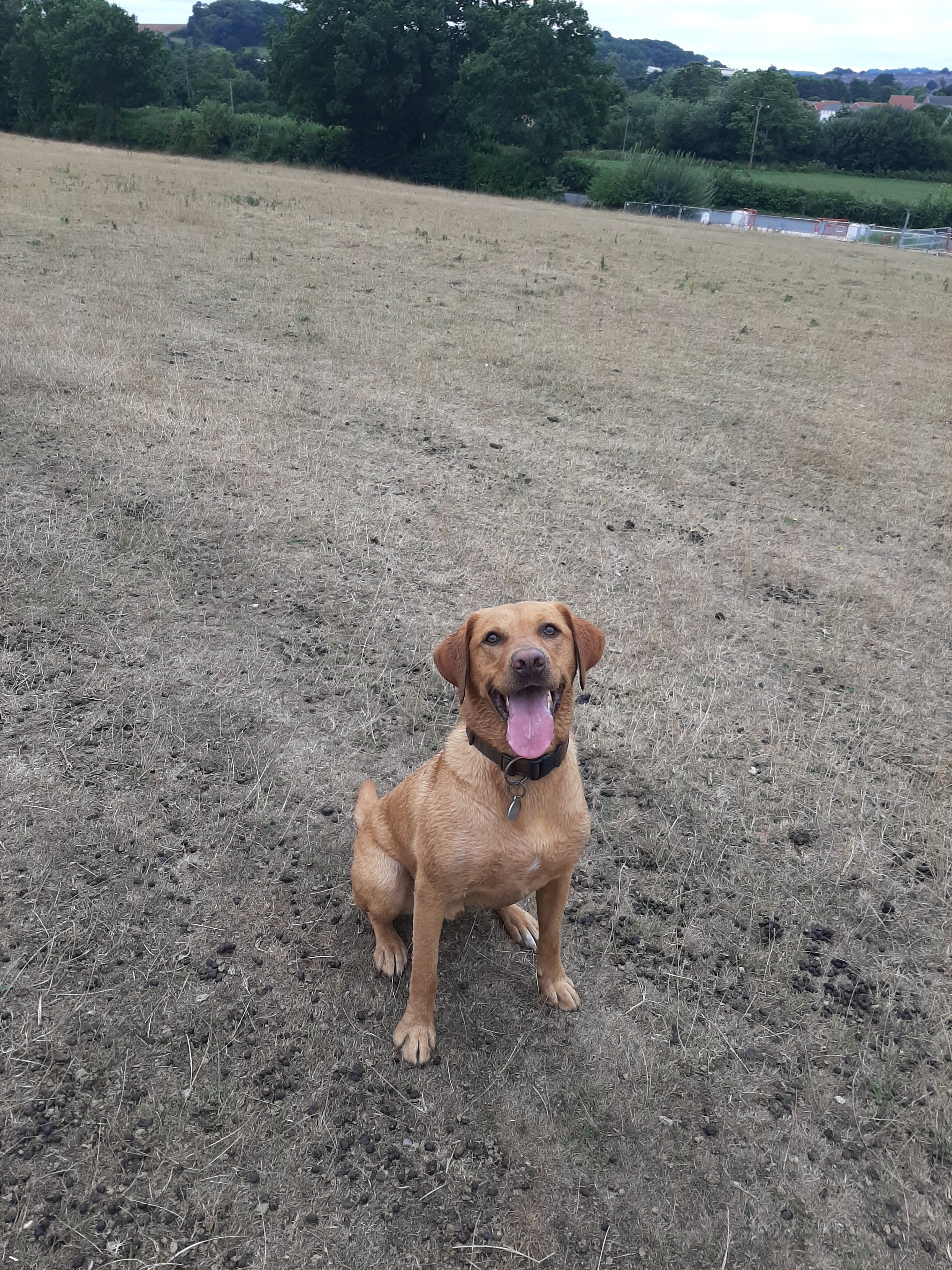 dog sitting with tongue out