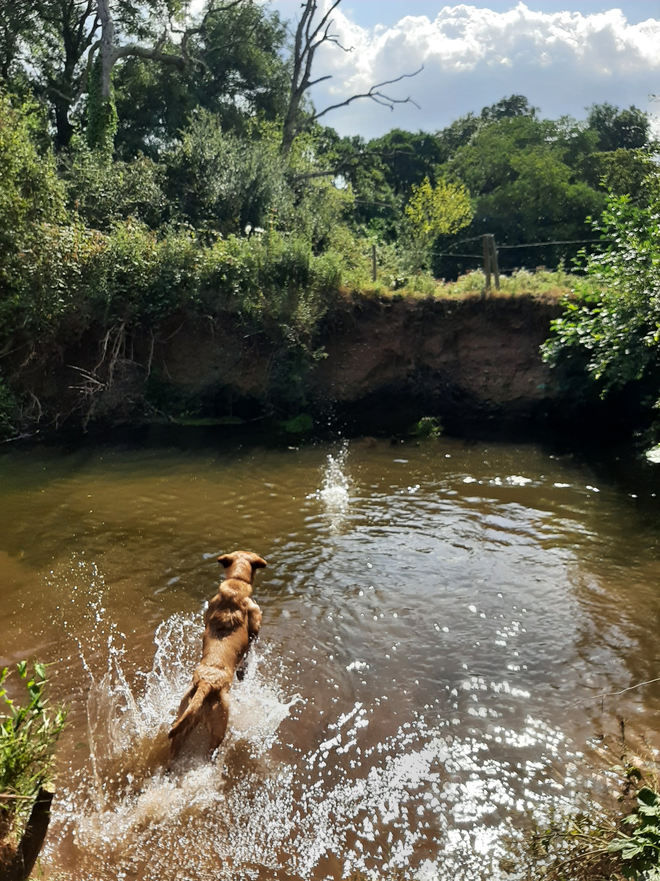 Ted diving in the water
