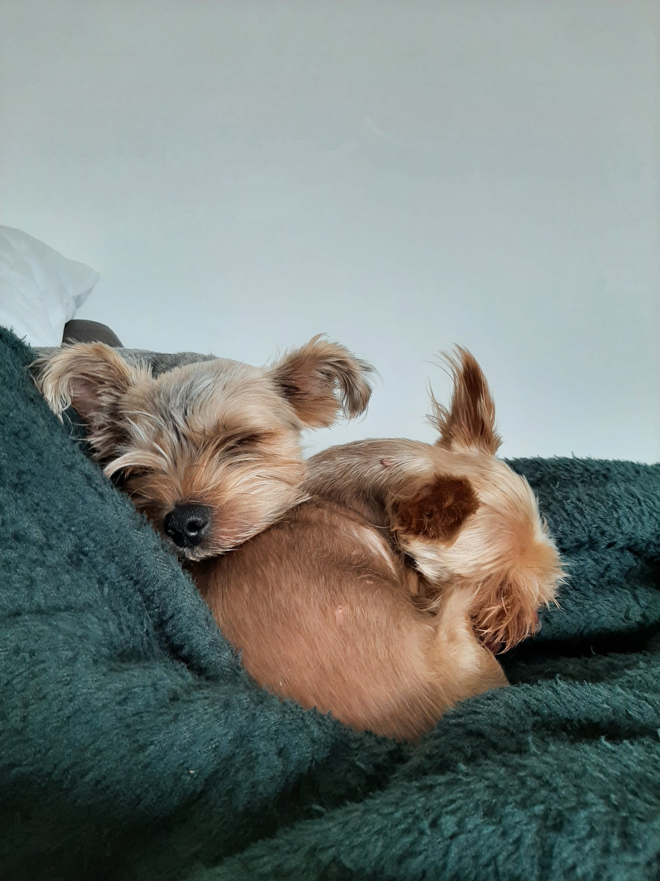 Dogs snuggled up on a blanket