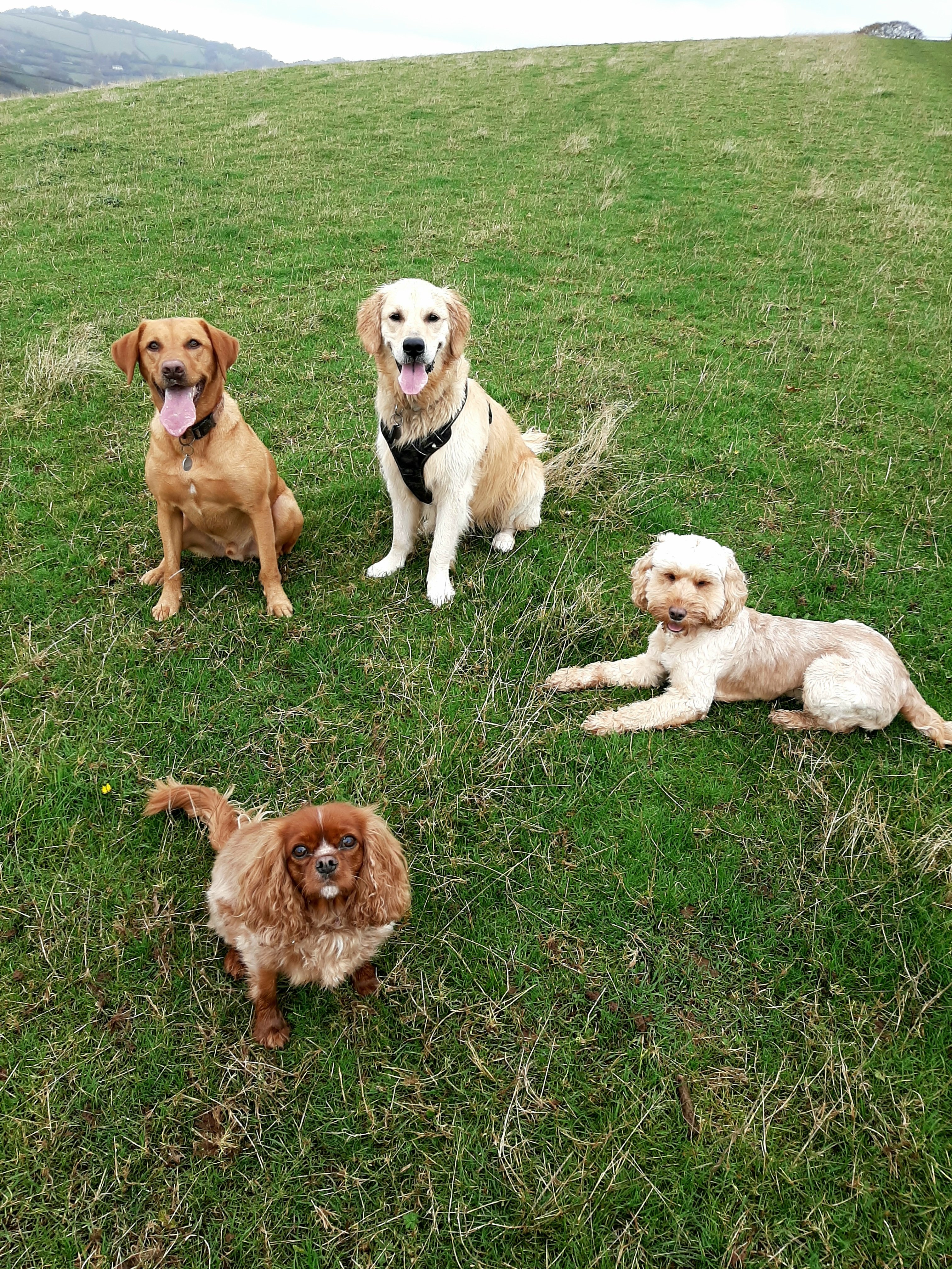 'One of the pack' walks