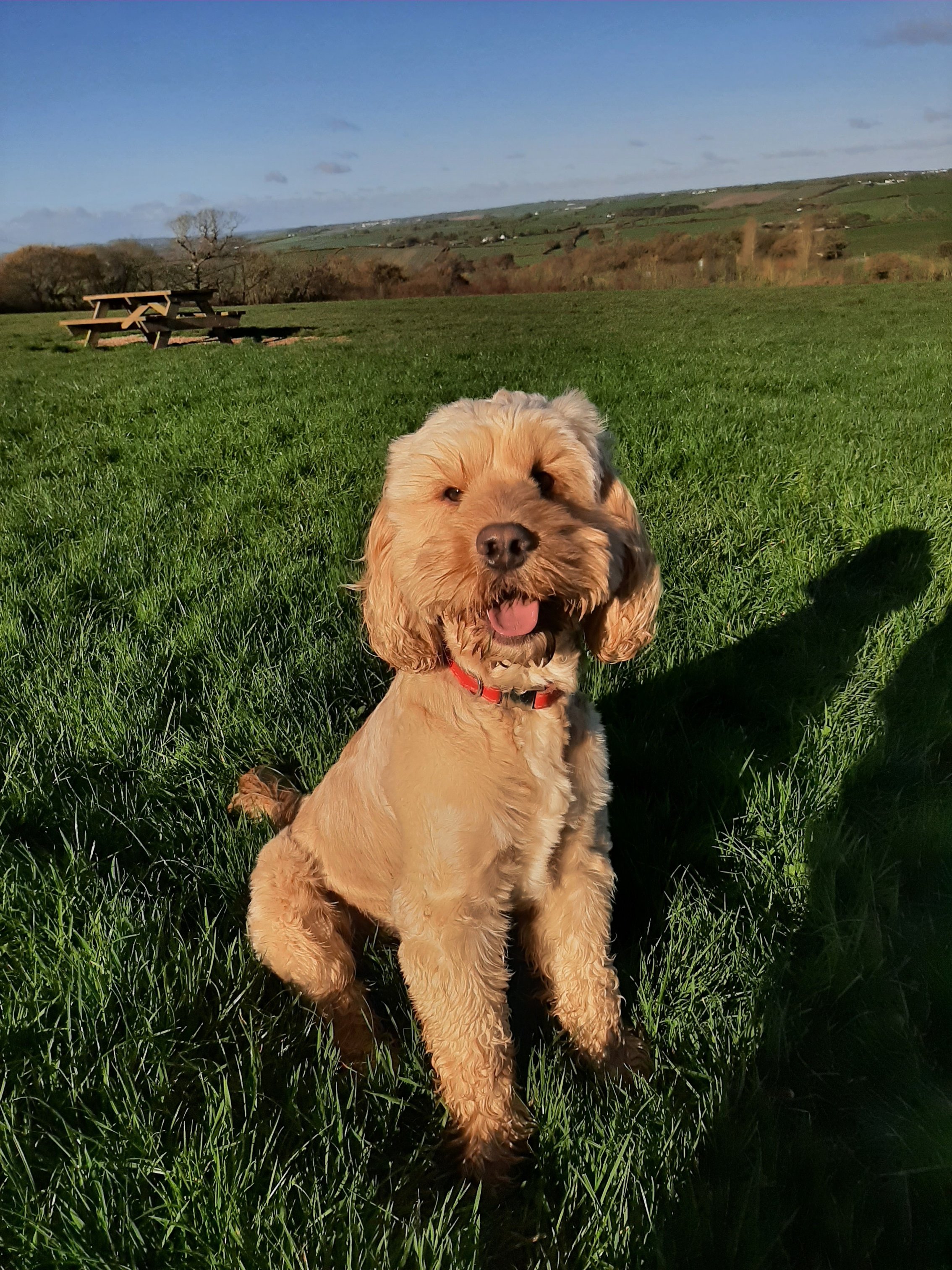 Henry sitting for a picture in the winter sun