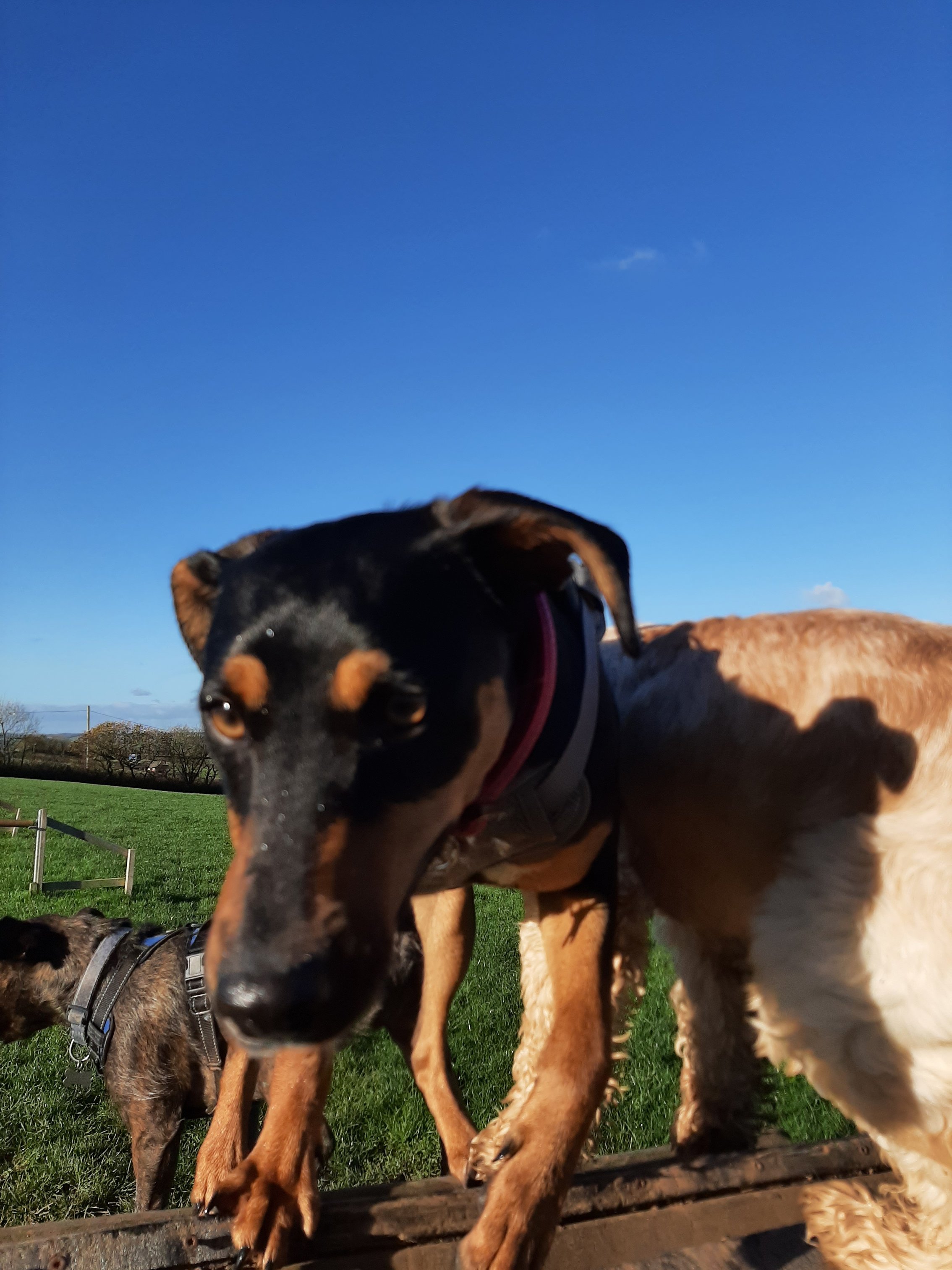 Dogs at Pooches Paddock