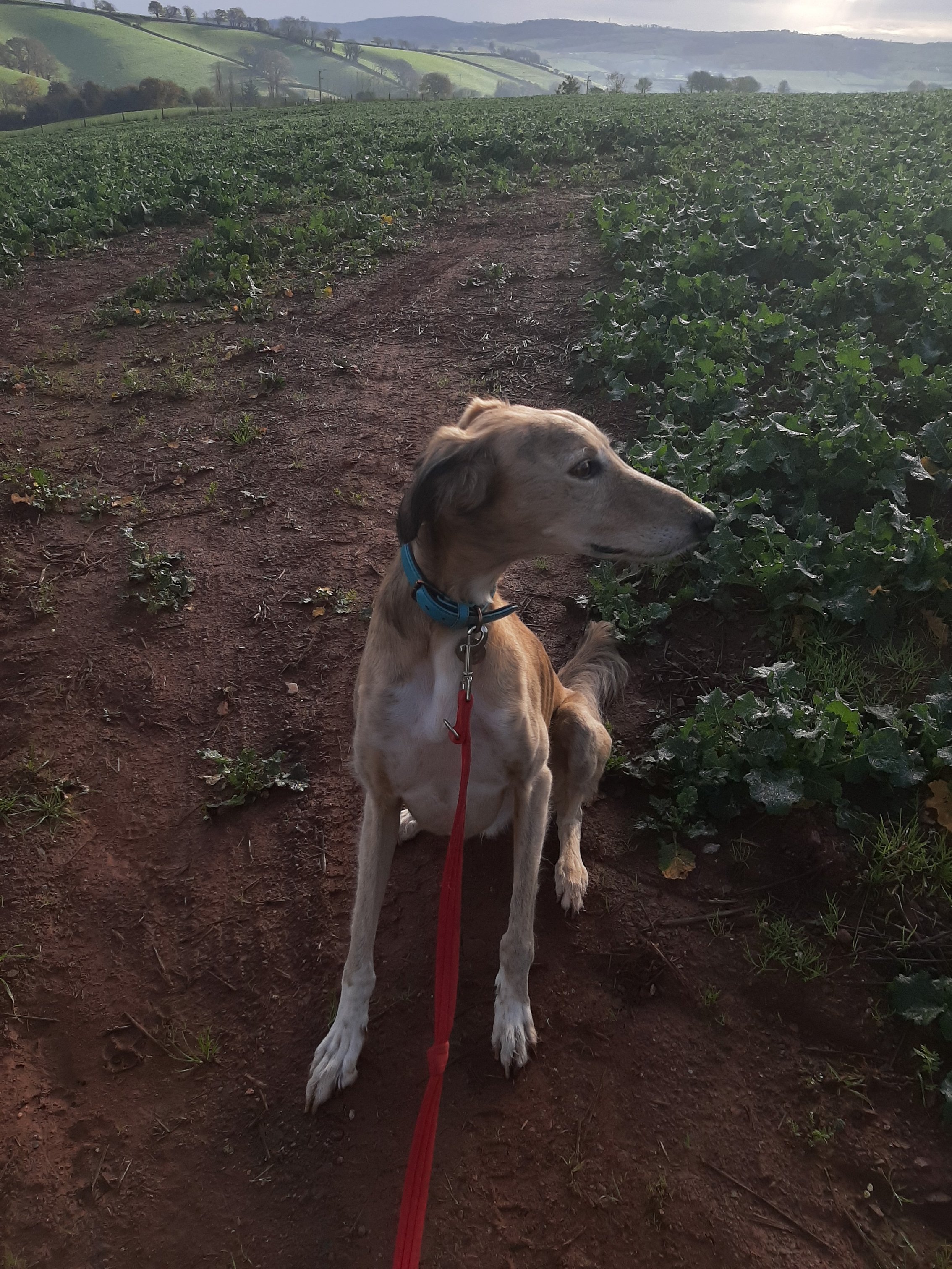 Buddy with misty fields in the background