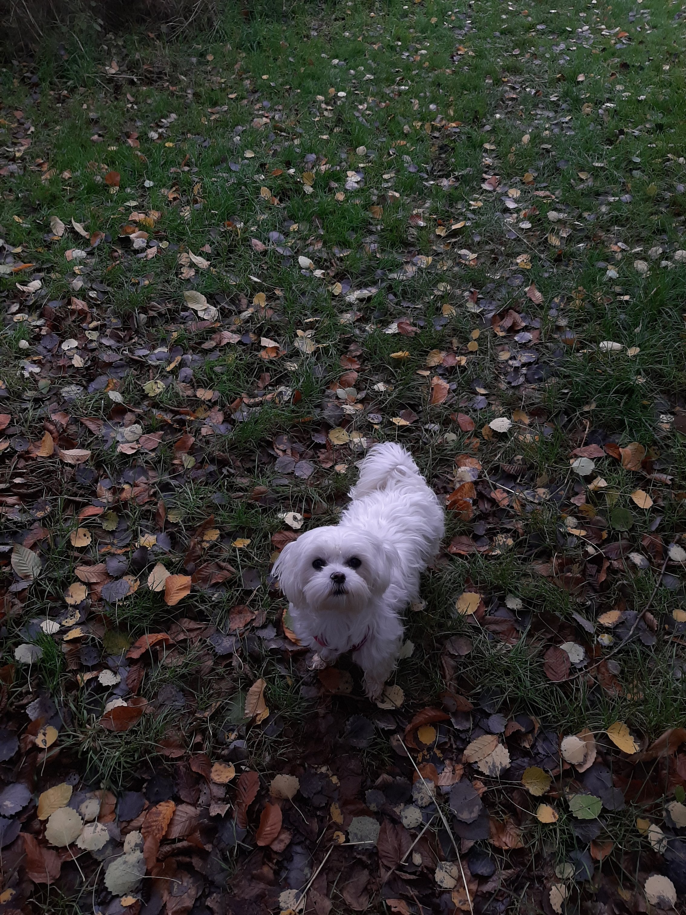 Tewi surrounded by Autumn leaves