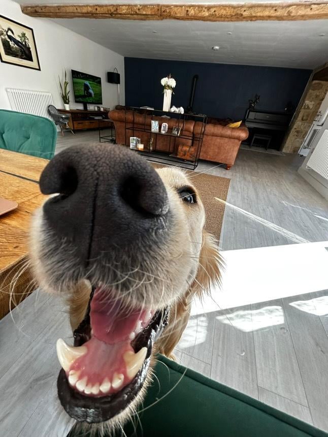 Watson, Golden retriever 